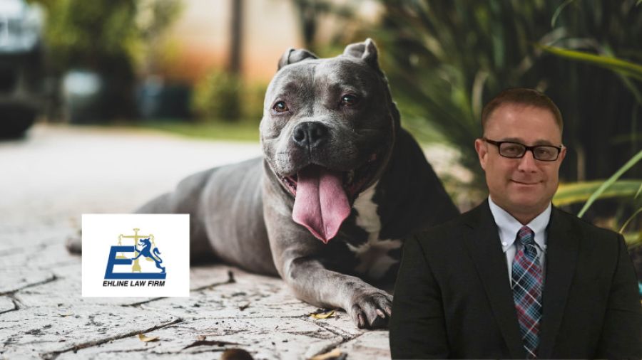 Horrific San Antonio Pit Bull Attack Causes Injuries and Death