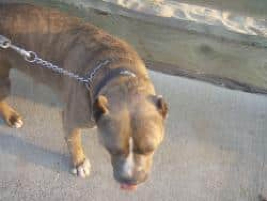 In the News: Pit Bulls Kill California Woman